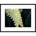 Agave Thorns Metal Framed Art Print
