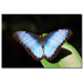Blue Morpho by Kurt Shaffer, Canvas Art - 16" x 24"
