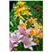 Lovely Lilies by Kurt Shaffer, Canvas Art - 24" x 16"