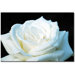 White Rose II by Kurt Shaffer, Canvas Art - 16" x 24"