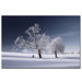 Duo White by Philippe Sainte-Laudy, Canvas Art - 30" X 47"