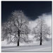 White Nature by Philippe Sainte-Laudy, Canvas Art - 24" x 24"