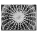 Barrel Cactus by Kurt Shaffer, Canvas Art - 22" x 32"