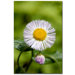 Philadelphia Fleabane by Kurt Shaffer, Canvas Art - 24" x 16"