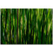 Prairy Grass II by Kurt Shaffer, Canvas Art - 22" x 32"