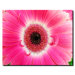Pink Gerber by Kurt Shaffer, Canvas Art - 24" x 32"