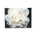 Perfect Peony by Kurt Shaffer, Canvas Art - 18" x 24"