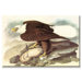 Bald Eagle 2 Canvas Wall Art