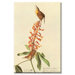 California Wren Canvas Wall Art