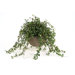 Silk Ivy and Curly Willow in Fat Pot
