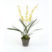 Silk Oncidium Orchid Plant in Crystal Pot
