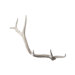 Weathered Resin Elk Antler