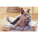 Hoodie Dome Pet Bed