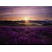Lavendar Sunset Canvas