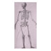 Skeleton Cotton Voile Scarf in Lavender