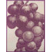 Sonoma Tea Towel in Violet