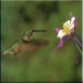 Tuftop Hummingbird and Columbine Trivet