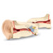 Cross-section Ear Model