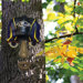 NFL Forest Face Wall Decor