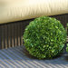 Preserved Boxwoods Medium Preserved Greens Ball