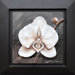 White Orchid