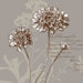 Hydrangea Bloom I Canvas Art