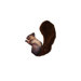 Tough Chew Squirrel Dog Toy