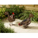 Hens Solar Light (Pack of 2)