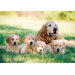 Golden Retriever with Puppies Cardboard Jigsaw Puzzle