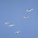 Scandinavian Swan Mobile