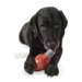 Orbee Tuff Bulb Dog Toy with Treat Spot in Red