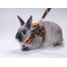 Rabbit Walking Jacket