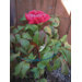 Single Flower Supports
