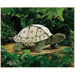 Tortoise Puppet