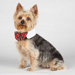 Canine Royale Dog Bowtie