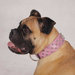 25" Deluxe Spiked Leather Dog Collar