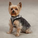 West End Dog Harness