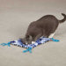 Catnip Napper and Toy