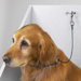 Dog Cable Choker Restraint