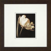 Champagne Tulips 1 Framed Print