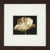 Champagne Tulip 3 Framed Print