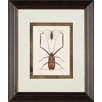Beetle 1 Framed Print