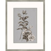 Buchoz Flowers on Gray III Wall Art