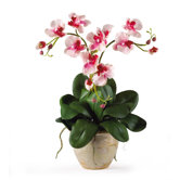 Triple Mini Phalaenopsis Silk Orchid Arrangement in Pink
