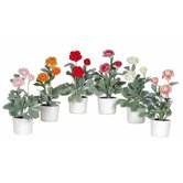 Ranunculus Flower with White Vase (Set of 6)