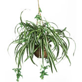 Silk Spider Plant with Hanging Basket in Green