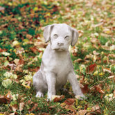 Animals Lab Puppy Outdoor Statue