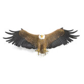 Freedom's Pride American Eagle Wall Sculpture