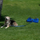 Dog Leash with Bone Anchor