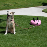 Dog Leash with Heart Anchor